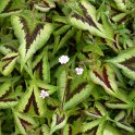 Persicaria runcinata 'Yunnan Giant'